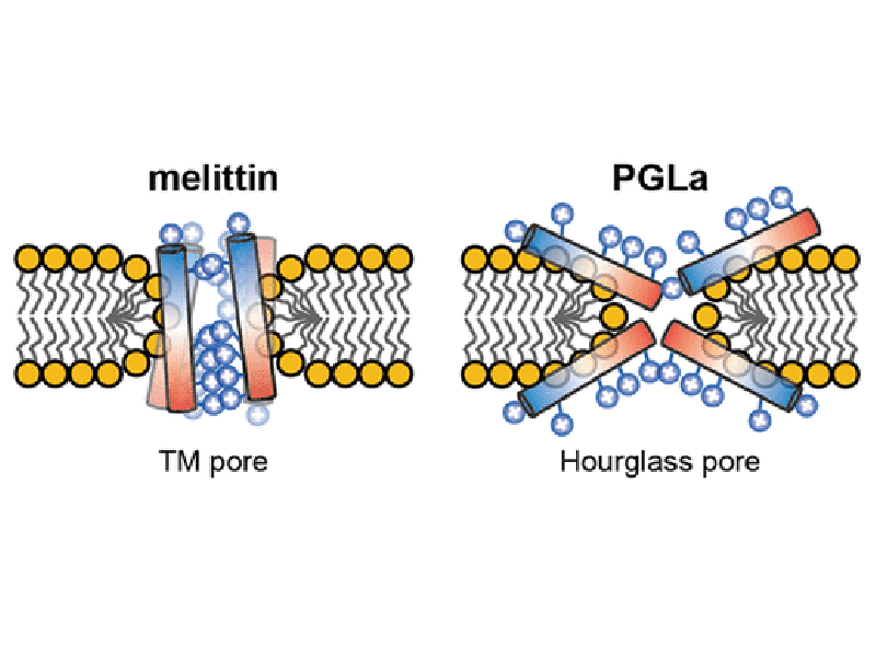 上海交大Jakob P. Ulmschneider-Mayer课题组揭示抗菌肽PGLa以及Magainin 2形成膜孔的原子尺度机制